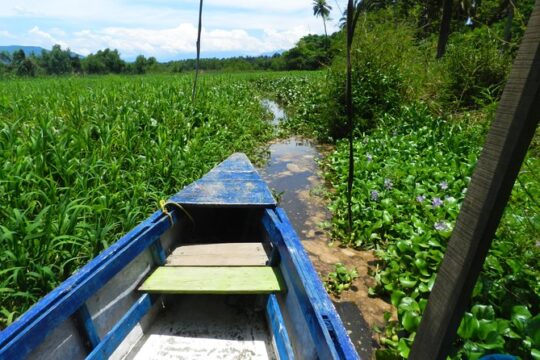 Jungle Coyuca Lagoon Boat Ride Experience & Baby Turtle Release