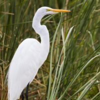 Cruises, Sailing & Water Tours
